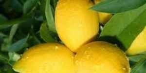 nogtevoj-gribok-lechenie-limonom 1